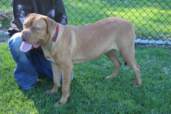 Taureauxroug September Rain | Dogue de Bordeaux 