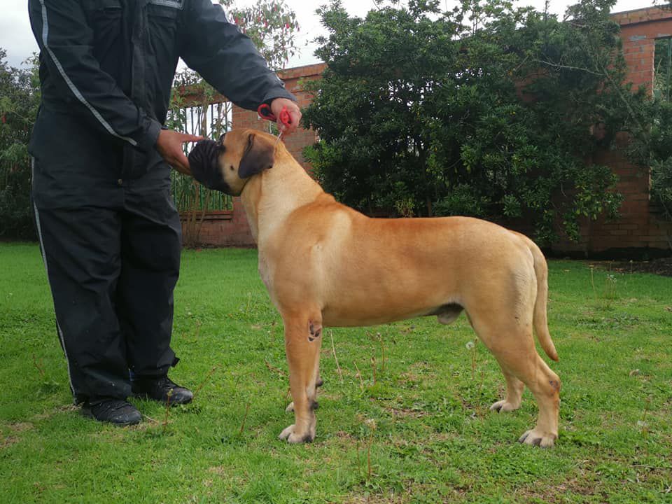 Golden Uelsi Dez Its Beauty | Bullmastiff 