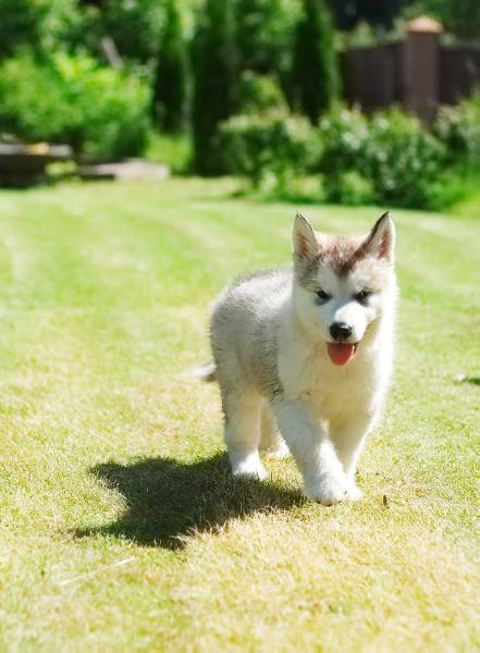 Gold Of Maja Chunga- Changa | Alaskan Malamute 