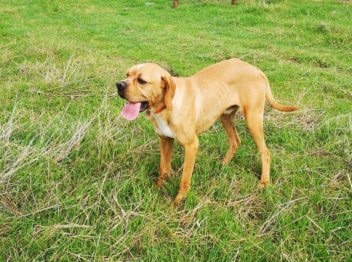 PRADO des Chasseurs des Grands Prés | Portuguese Pointer 