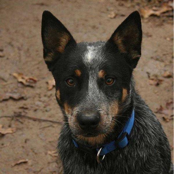 4G PAINTDOG | Australian Cattle Dog 