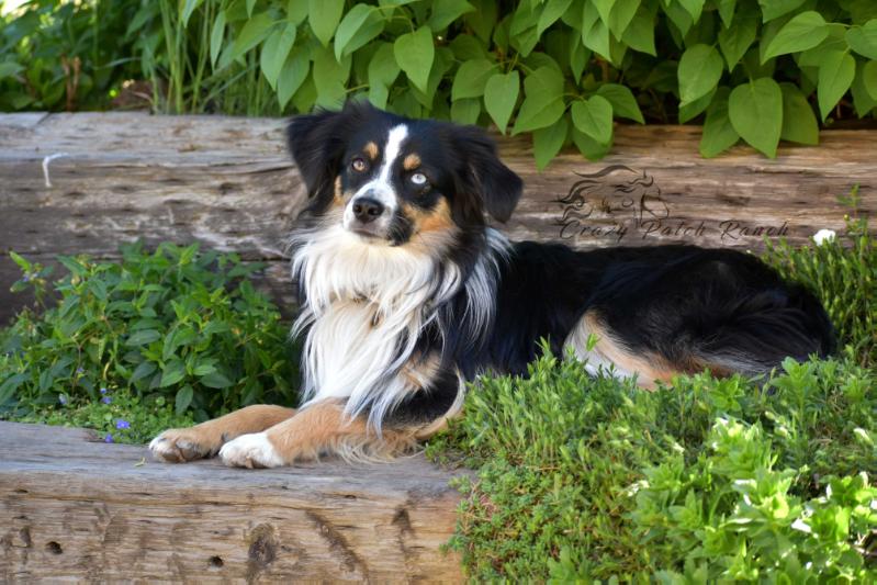 Crazy Patch Stymie's Lika Blue Razzcal | Australian Shepherd 