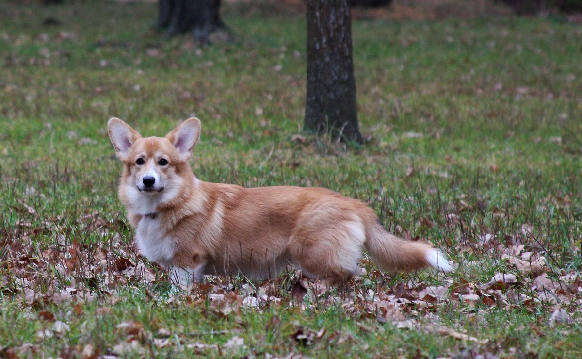 Orange Mood Paluna | Pembroke Welsh Corgi 