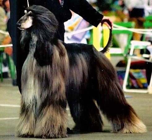 No comment De hillsbury | Afghan Hound 