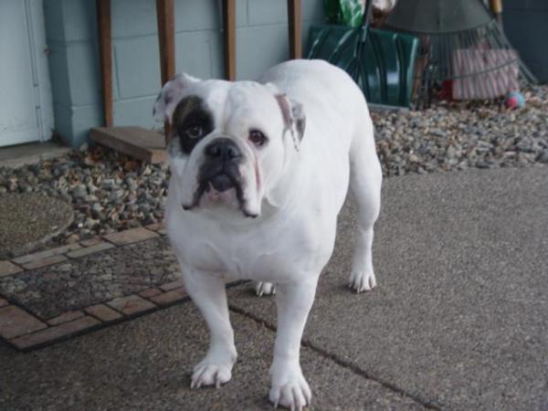 Grandma Beth's Pippa Sailorita Young | Olde English Bulldogge 