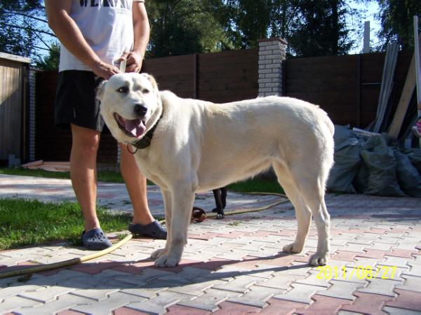 Gardian Endzel Gyurza | Central Asian Shepherd Dog 