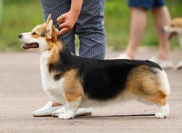 Hailait's Egeria | Pembroke Welsh Corgi 
