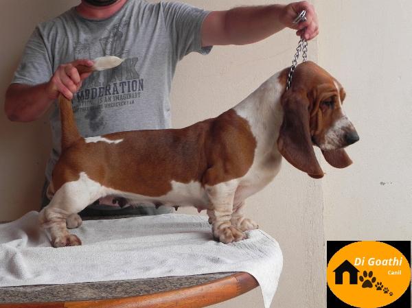 Phyonna de Mondpartner | Basset Hound 