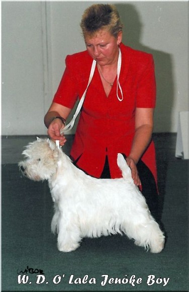 White Diamant O'La La Jenoke Boy | West Highland White Terrier 