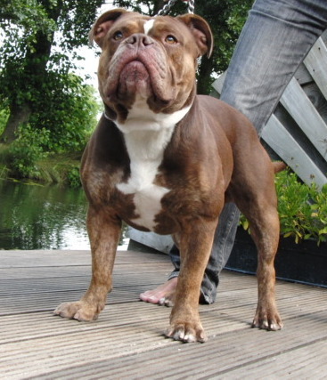 Guardians Bouncer | Olde English Bulldogge 