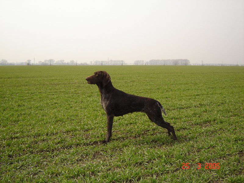 Linda Z Potonskej Luky | German Shorthaired Pointer 