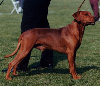 Lilla Enebys LEONARDO | German Pinscher 