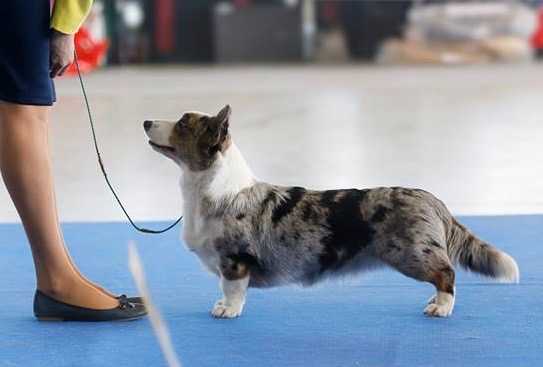 Keksband Because Of You | Cardigan Welsh Corgi 