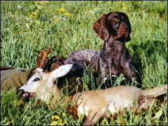 Caroline Hohe Morgen | German Shorthaired Pointer 