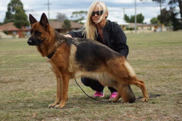 Volscain Belle | German Shepherd Dog 