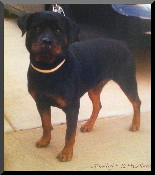 Tondor's Holly | Rottweiler 