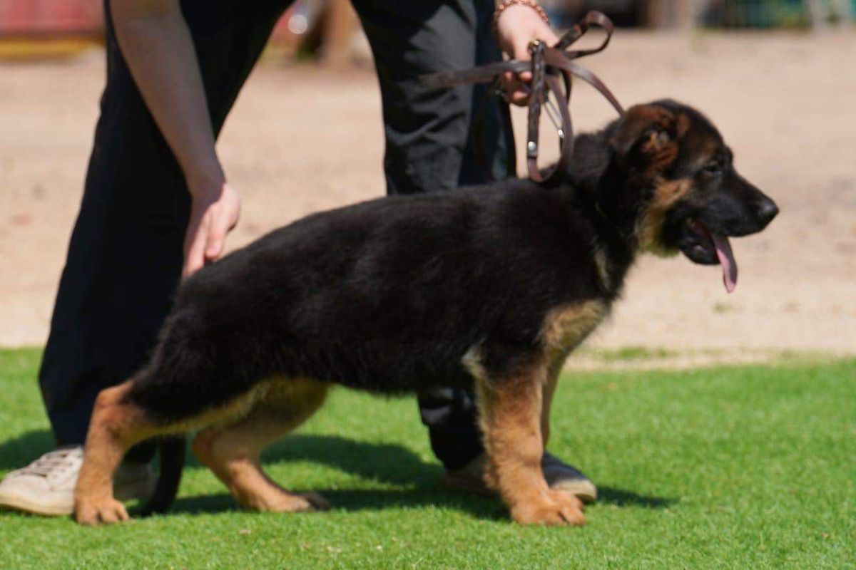 Belen Von Haus Olgand | German Shepherd Dog 