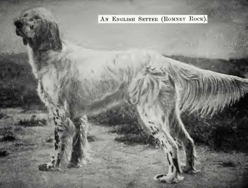 Romney Rock | English Setter 