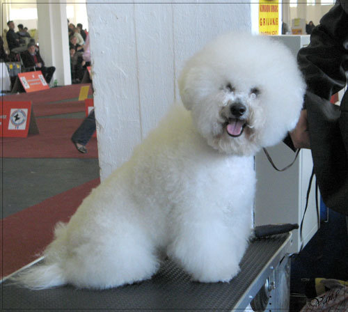 Sir Mick J. of my little Dreamland | Bichon Frise 