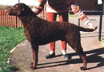 Darelyn Double Dutch | Curly Coated Retriever 