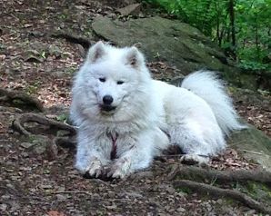 ORION REP WINKY The Glow of the Snowy Star | Samoyed 