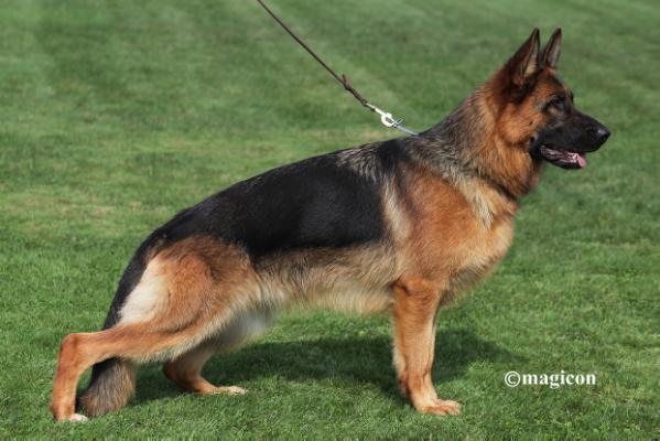 Cristal von den Klosterspatzen | German Shepherd Dog 