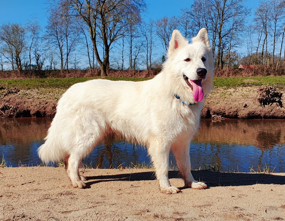 Cody vom Dinkelgarten | White Swiss Shepherd Dog 