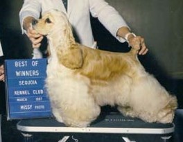 Kaplar's Kalifornia Dreamer | American Cocker Spaniel 