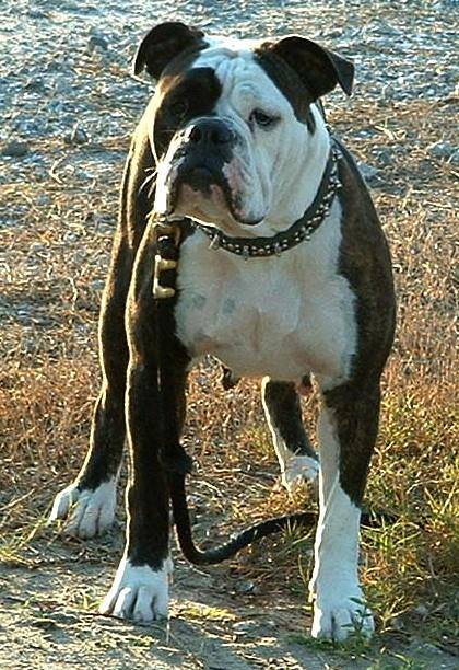 Gargoyle's Xera | Olde English Bulldogge 