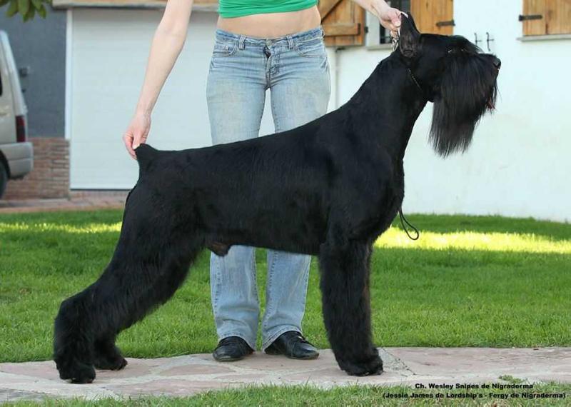 Wesley Snipes de Nigraderma | Giant Schnauzer 