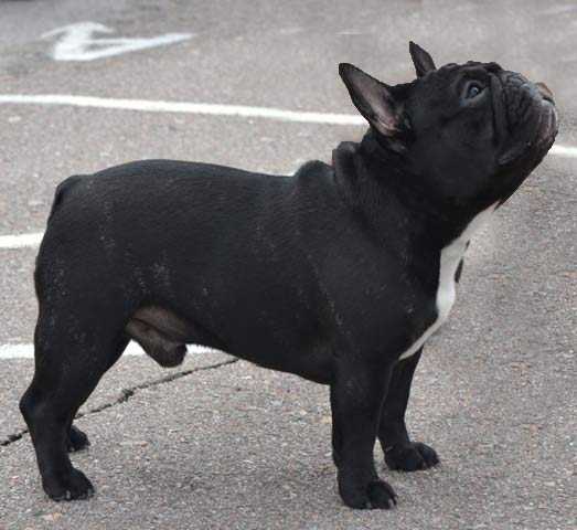 DARNIBU TICHERS | French Bulldog 