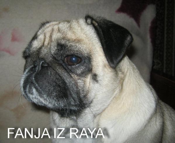 Fanya iz Raya | Pug 