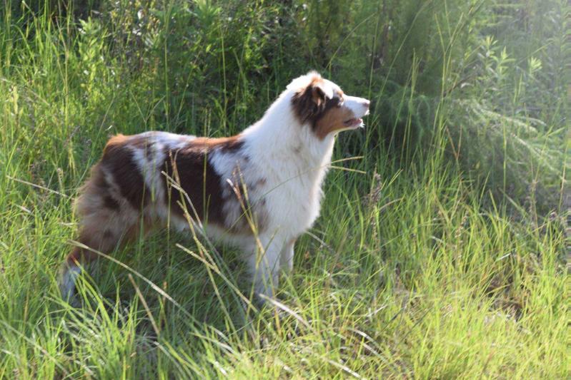 Bon Temp's Hot Pink Cadillac | Australian Shepherd 