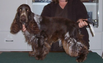 Citation El Zorro | English Cocker Spaniel 