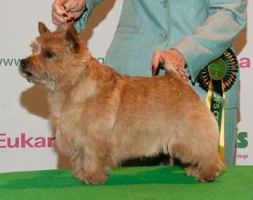 Dunbar Kensington Square | Norwich Terrier 