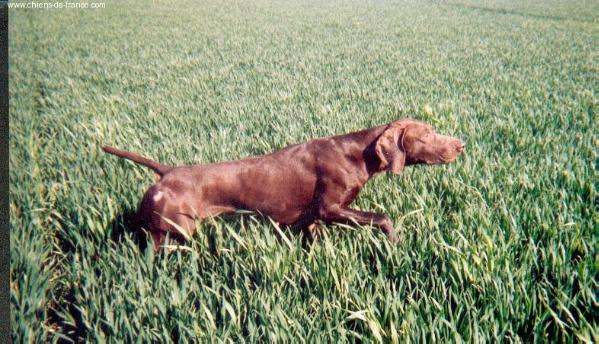 Reglisse du Rays le Dauphin | German Shorthaired Pointer 