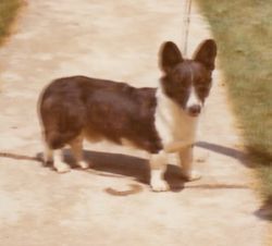 Brymore's Mr Lucky Ap Cymmie | Cardigan Welsh Corgi 