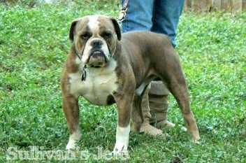 Heavy Hitters / Sullivan's Jefe | Olde English Bulldogge 