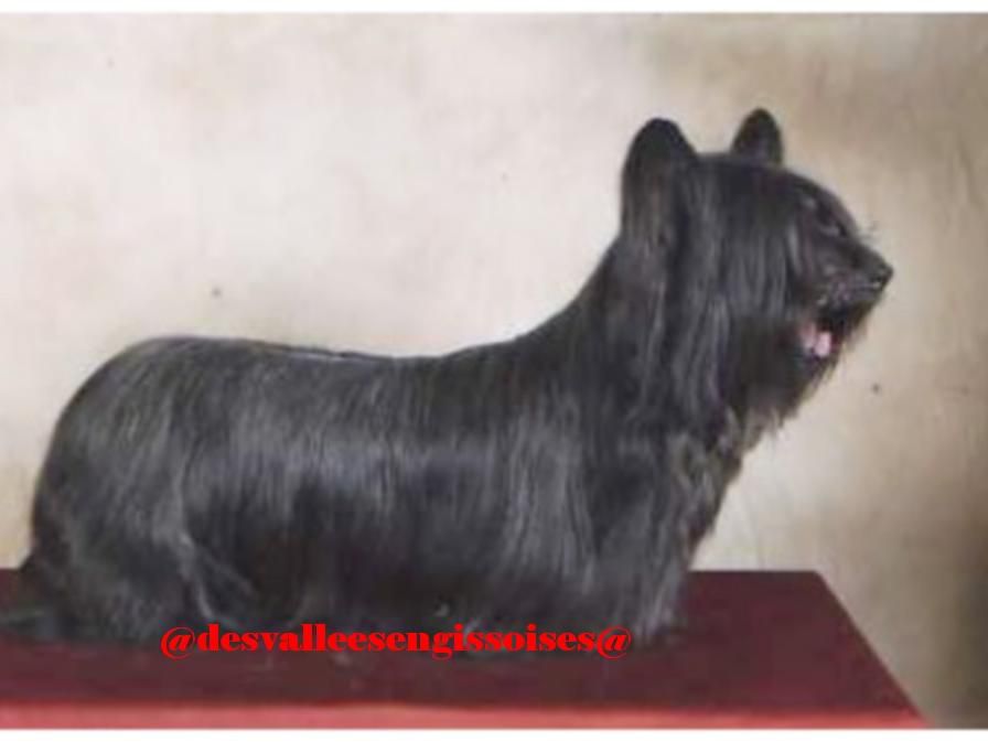 Really Finnsky Joey des Vallees Engissoises | Skye Terrier 