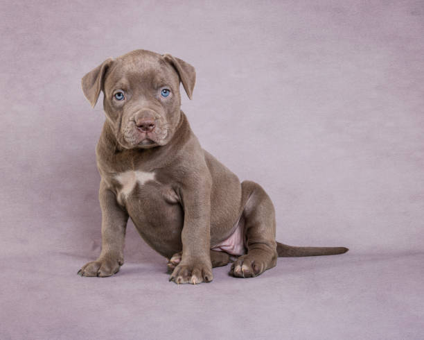 American Pit Bull Terrier