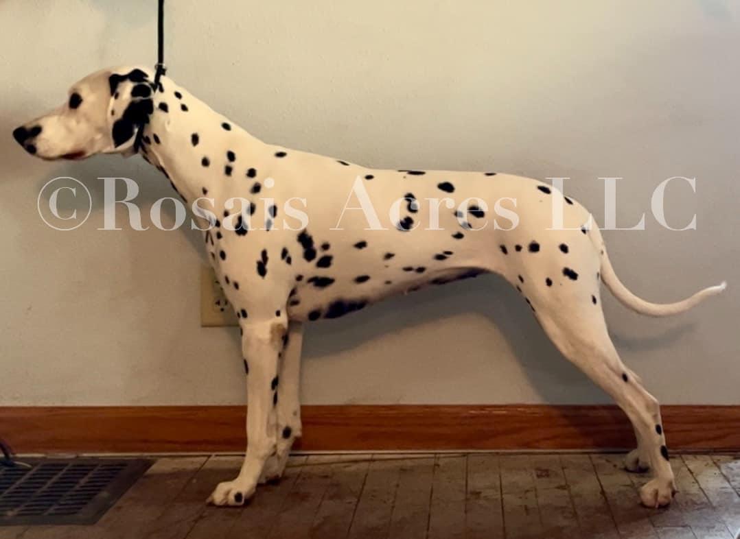 Rosais’ Rieson to Be | Dalmatian 