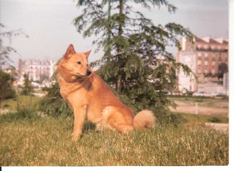 NANS LOF. 65/21 | Finnish Spitz 