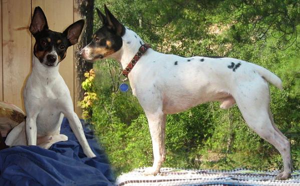 PBK's Got My MoJo Workin' | Rat Terrier 