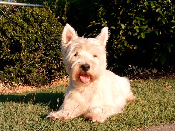 Penray Andrew | West Highland White Terrier 