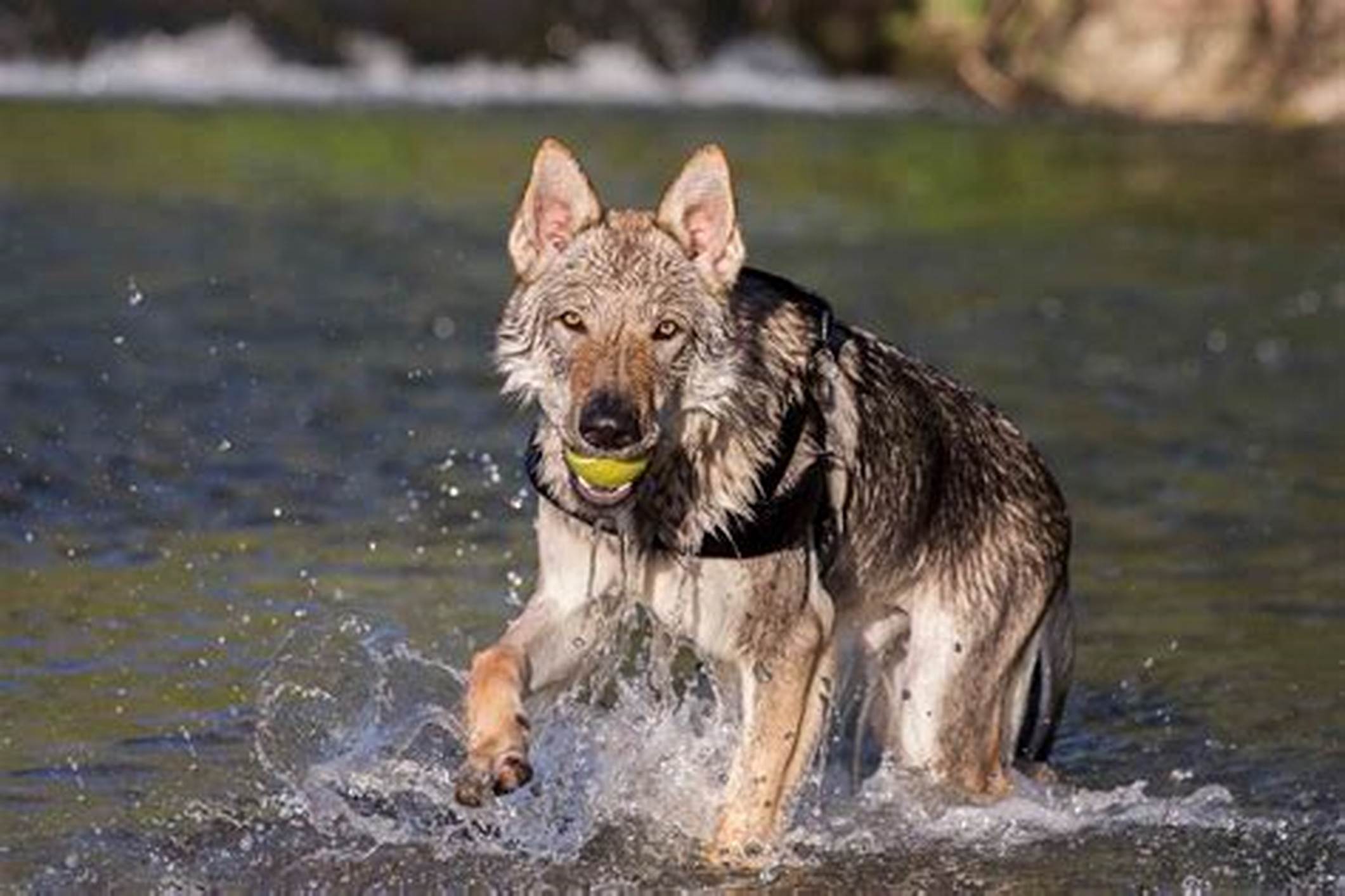 Czechoslovakian Vlcak