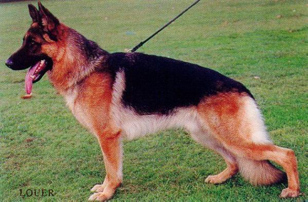 Karats Largo | German Shepherd Dog 