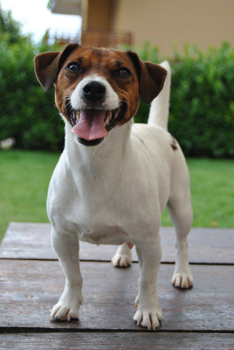 Cindy della Repubblica Pisana | Jack Russell Terrier 