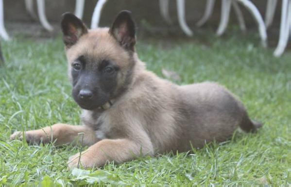 Diamond des chiens de travail | Belgian Malinois 