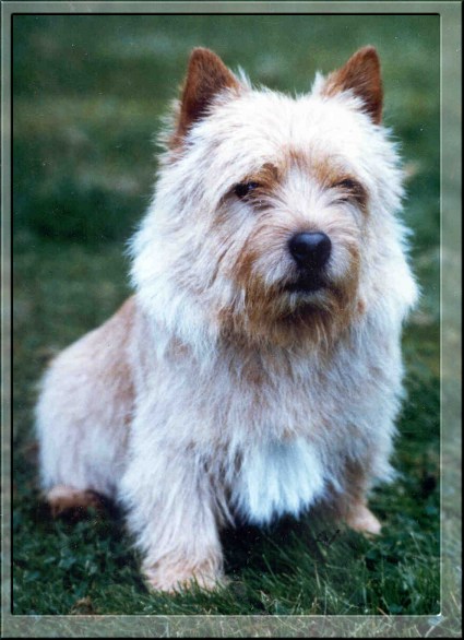 RASPBERRY ROY | Norwich Terrier 