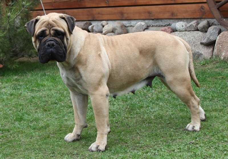 Vladyka Moskovii PEARL OF THE BLACK SEA | Bullmastiff 